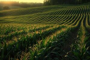 maïsveld bij zonsondergang foto
