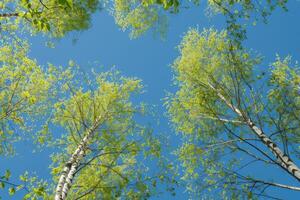 berk boom met vers groen bladeren Aan een zomer dag tegen de blauw lucht foto