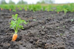 biologisch landbouw wortel in zwart bodem. foto