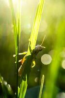 de sprinkhaan Aan gras blad foto