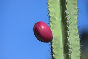 dichtbij omhoog van cactus fruit Aan boom. foto
