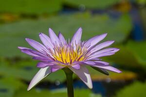 dichtbij omhoog van Waterlelie bloem foto