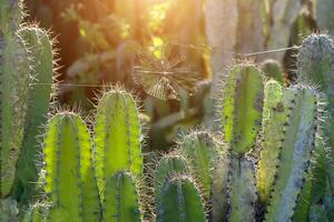 dichtbij omhoog cactus boom. foto