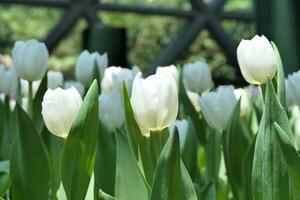 tulpen bloem mooi in tuin fabriek foto