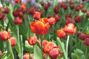 tulpen bloem mooi in tuin fabriek foto