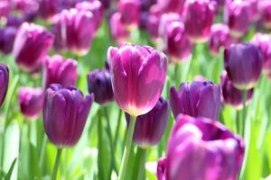 tulpen bloem mooi in tuin fabriek foto