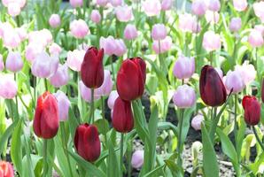 tulpen bloem mooi in tuin fabriek foto