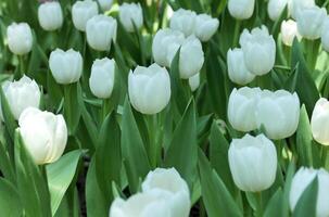 tulpen bloem mooi in tuin fabriek foto