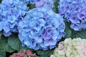 kleurrijk hortensia struiken bloem achtergrond foto