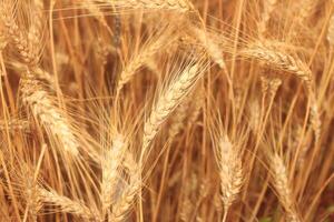 dichtbij omhoog Aan gouden tarwe veld- of rijst- gerst boerderij foto