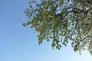 groen bladeren boom en helder blauw lucht achtergrond foto