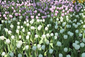 tulpen bloem mooi in tuin fabriek foto