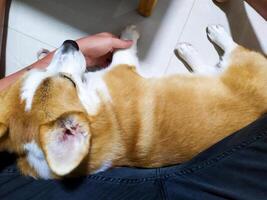 schattig pembroke welsh corgi slapen, vredig aanbiddelijk rust uit foto