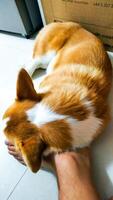 schattig pembroke welsh corgi slapen Bij eigenaren voet foto