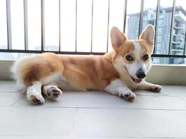 schattig pembroke welsh corgi, huisdier modellering Bij haar beste foto