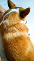 schattig pembroke welsh corgi slapen Bij eigenaren voet foto