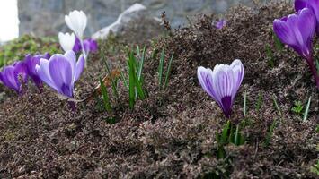 krokus bloem detailopname foto