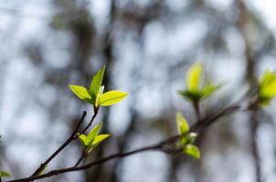 Afdeling boom met voorjaar bloemknoppen foto