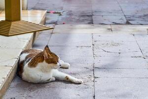 een rood en wit kat rust in de schaduw. foto