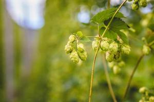 close-up groene hopplanttak met rijpe kegels. foto