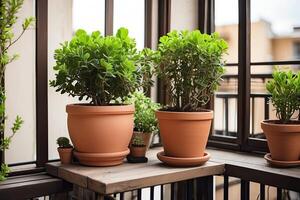 populair ingemaakt planten in een terracotta pot Aan de venster dorpel van de huis venster, balkon, sappig, begonia, bloeiend, ficus. foto