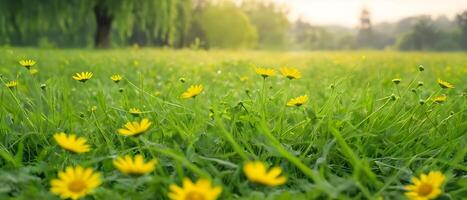 mooi groen gras en wild geel bloemen Aan de gazon buitenshuis in ochtend. voorjaar zomer natuurlijk achtergrond. foto