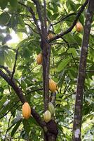 cacao oogst in belem Doen para, Brazilië foto