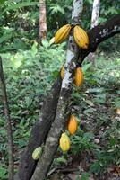 cacao oogst in belem Doen para, Brazilië foto