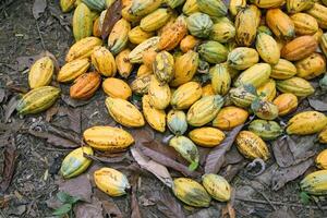 cacao oogst in belem Doen para, Brazilië foto