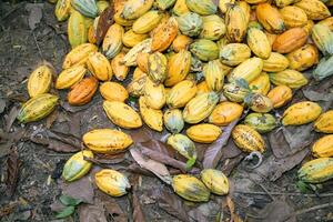 cacao oogst in belem Doen para, Brazilië foto