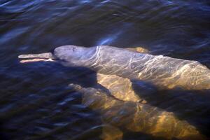 grijs dolfijn, vriendelijk zoogdier dat bestaat in aantal stuks in de tocantins rivier- in belem Doen para, Brazilië foto
