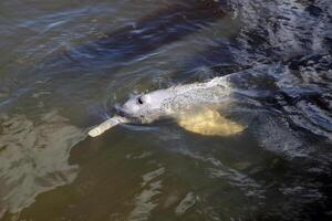 grijs dolfijn, vriendelijk zoogdier dat bestaat in aantal stuks in de tocantins rivier- in belem Doen para, Brazilië foto