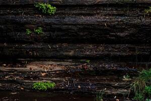 verdeeld door groot scheuren en lagen, de klif gezicht is oud en robuust. tekst Aan de onderwerpen van geologie en berg beklimming met ruw, ruw grijs steen of rots structuur van bergen in de achtergrond foto