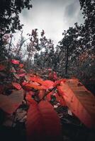 thailand regenwoud berg met levendig gekleurde bladeren in herfst. foto