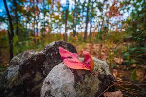 thailand regenwoud berg met levendig gekleurde bladeren in herfst. foto