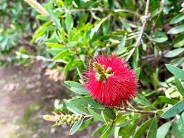 callistemon citrinus rood gezwollen pluizig bloem fabriek. flessenborstel bloem in bloeien. foto