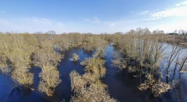 kaal bomen staand in blauw water tegen de lucht in val. visie van bovenstaande. textuur. achtergrond. foto in hoog kwaliteit.