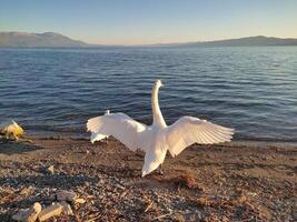 wit zwaan verspreiden Vleugels Bij ohrid meer, Macedonië foto