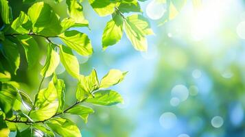 groen bladeren met zonlicht. zomer achtergrond, kopiëren ruimte. foto