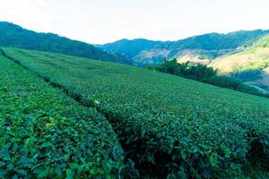 thee plantage en groen thee plantage foto