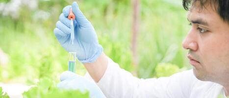 biologisch landbouw, salade boerderij. wetenschap boeren zijn controle water voorwaarden gedurende planten, controle voor pesticide residuen. hydrocultuur groente, ecologisch biologisch, gezond, vegetarisch, ecologie foto