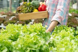 biologisch landbouw, salade boerderij. boeren oogst salade groenten in houten dozen in regenachtig. hydrocultuur groente toenemen van nature. kas tuin, ecologisch biologisch, gezond, vegetarisch, ecologie foto