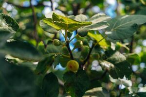 vijgen Aan de Afdeling van een fig boom foto