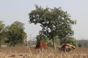 dorp in de noorden van Benin met de naam Kalale. de tribal mensen hebben hun eigen taal en leven van landbouw. veel huizen zijn modder huizen. foto