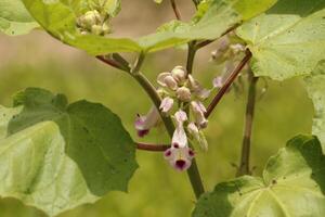 tropisch geel bloem foto