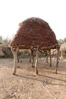 geoogst gierst leugens naar droog foto