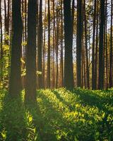 zonsondergang of dageraad in een pijnboom Woud in voorjaar of vroeg zomer. de zon tussen de boomstammen van dennen. esthetiek van wijnoogst film. foto
