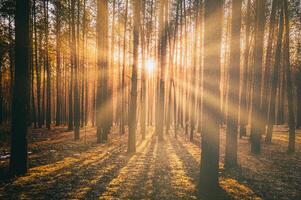 zonnestralen verhelderend de boomstammen van pijnboom bomen Bij zonsondergang of zonsopkomst in een vroeg winter pijnboom Woud. esthetiek van wijnoogst film. foto