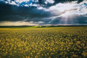 de zon breken door storm wolken in een bloeiend koolzaad veld. esthetiek van wijnoogst film. foto