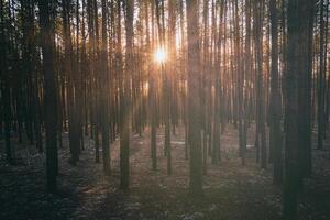 zonnestralen verhelderend de boomstammen van pijnboom bomen Bij zonsondergang of zonsopkomst in een vroeg winter pijnboom Woud. esthetiek van wijnoogst film. foto